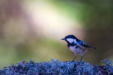 Cute bird coal tit. Colorful nature background. 