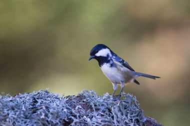 Cute bird coal tit. Colorful nature background. 