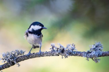 Cute bird coal tit. Colorful nature background. 