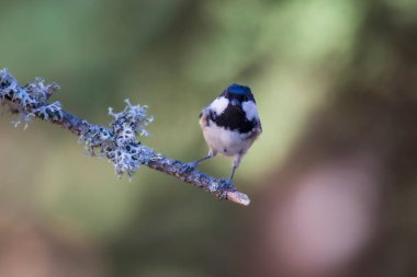 Cute bird coal tit. Colorful nature background. 