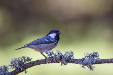 Cute bird coal tit. Colorful nature background. 