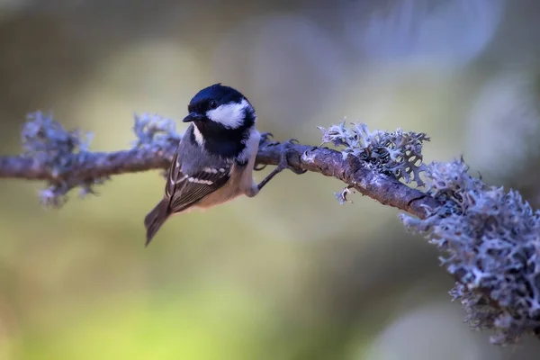 Cute Bird Coal Tit Colorful Nature Background — Stock Photo, Image
