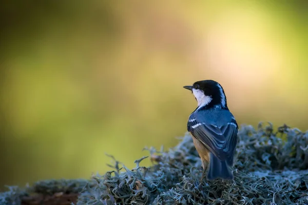 Mignon Oiseau Charbon Seins Fond Nature Coloré — Photo