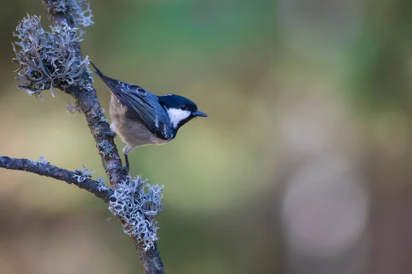 Cute Bird Coal Tit Colorful Nature Background — Stockfoto