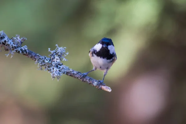 Cute Bird Coal Tit Colorful Nature Background — Stockfoto