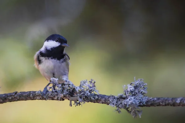 Mignon Oiseau Charbon Seins Fond Nature Coloré — Photo