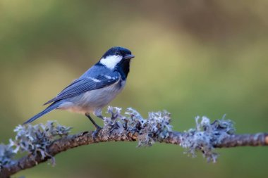 Cute bird coal tit. Colorful nature background. 