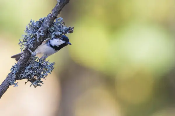 Cute Bird Coal Tit Colorful Nature Background — Foto de Stock