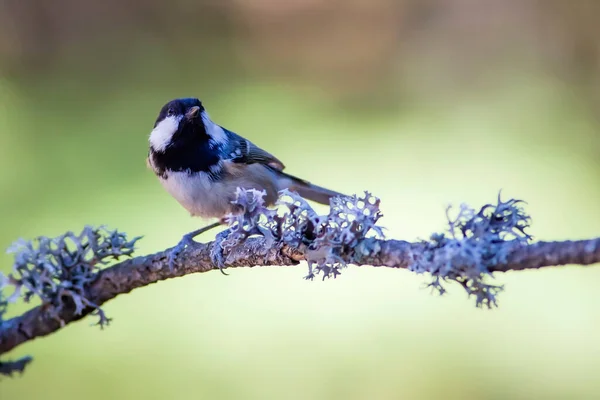 Mignon Oiseau Charbon Seins Fond Nature Coloré — Photo