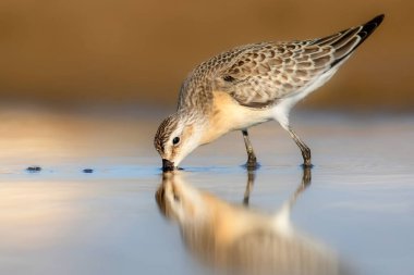 Naure ve kuş. Curlew Sandpiper. Renkli doğa arkaplanı. 