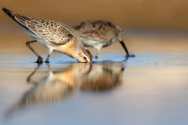 Naure ve kuş. Curlew Sandpiper. Renkli doğa arkaplanı. 