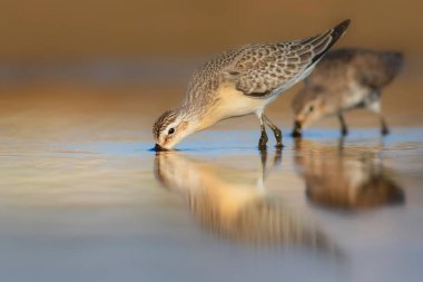 Naure ve kuş. Curlew Sandpiper. Renkli doğa arkaplanı. 