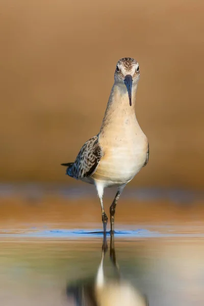 自然と鳥 カール サンドパイパー カラフルな自然背景 — ストック写真