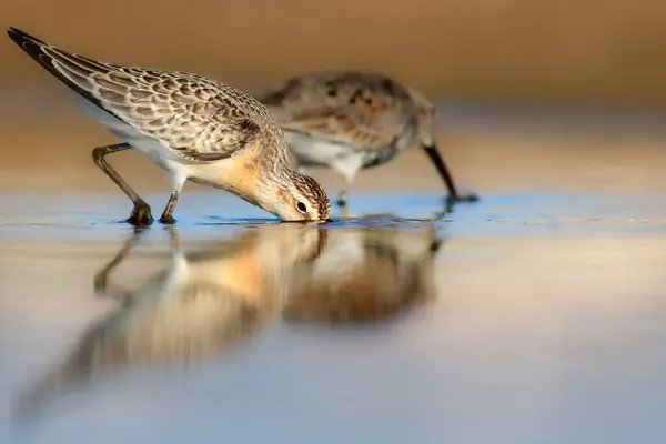 Naure Kuş Curlew Sandpiper Renkli Doğa Arkaplanı — Stok fotoğraf