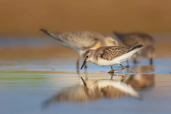 Nature Oiseaux Fond Naturel Coloré Petit Stint — Photo