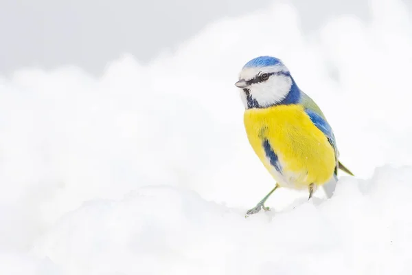 Милий Птах Зима Білий Сніговий Фон Птах Євразійська Блакитна Цицька — стокове фото