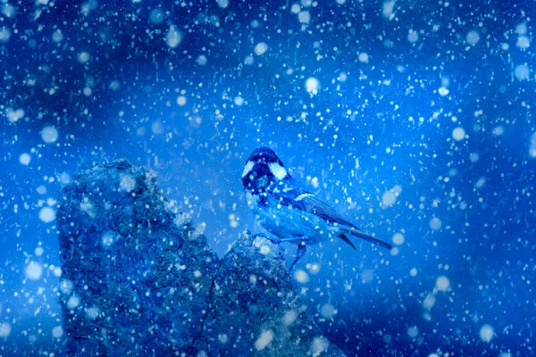 Winter Season Animals Falling Snow Blue Nature Background Coal Tit — Fotografia de Stock