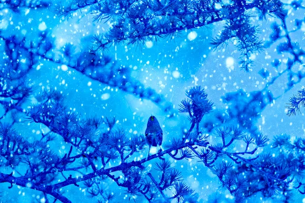 Sezon Zimowy Zwierzęta Spadający Śnieg Niebieskie Tło Natury — Zdjęcie stockowe