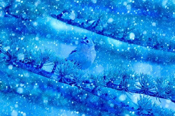Temporada Invierno Animales Nieve Cayendo Fondo Naturaleza Azul —  Fotos de Stock