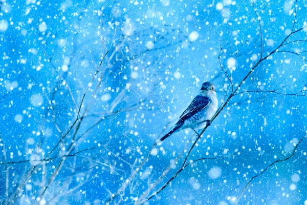 Vintersäsong Och Djur Fallande Snö Blå Natur Bakgrund Röd Stödd — Stockfoto