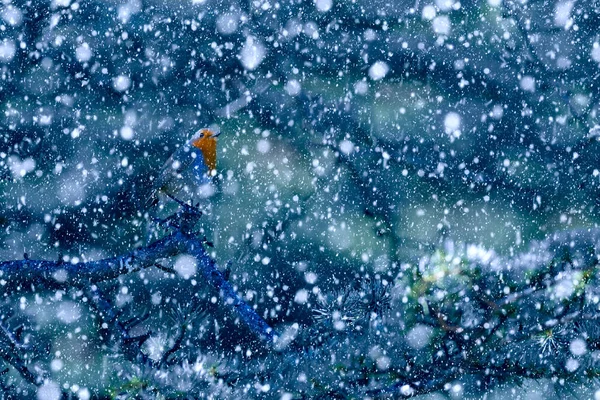 Saison Hiver Animaux Chute Neige Fond Bleu Nature Robin Des — Photo