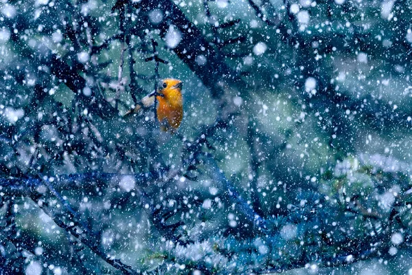 Zimní Sezóna Zvířata Padající Sníh Modré Pozadí Přírody European Robin — Stock fotografie