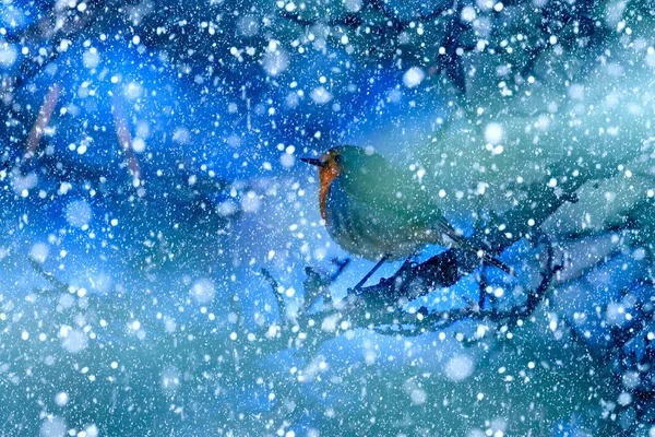 Vintersäsong Och Djur Fallande Snö Blå Natur Bakgrund Europeisk Robin — Stockfoto