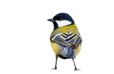 Isolated bird. White background. Great tit.