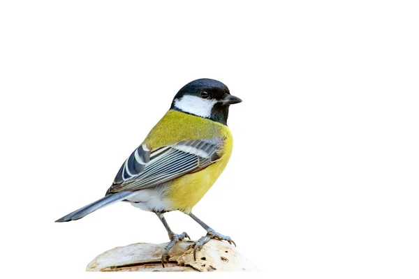 Isolated Bird White Background Great Tit — Foto Stock