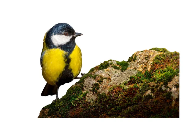 Oiseau Isolé Fond Blanc Grand Mésange — Photo