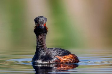 Yüzme tulumu. Sarı yeşil su arka planı. Siyah boyunlu Grebe. Podiceps nigricollis.