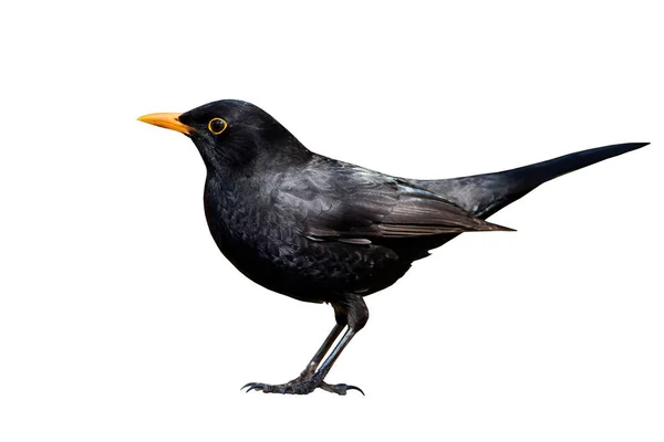 Kara Kuş Zole Edilmiş Bir Kuş Beyaz Arka Plan Yaygın — Stok fotoğraf