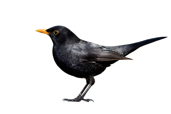 Blackbird Pájaro Aislado Fondo Blanco Ave Pájaro Negro Común Turdus — Foto de Stock