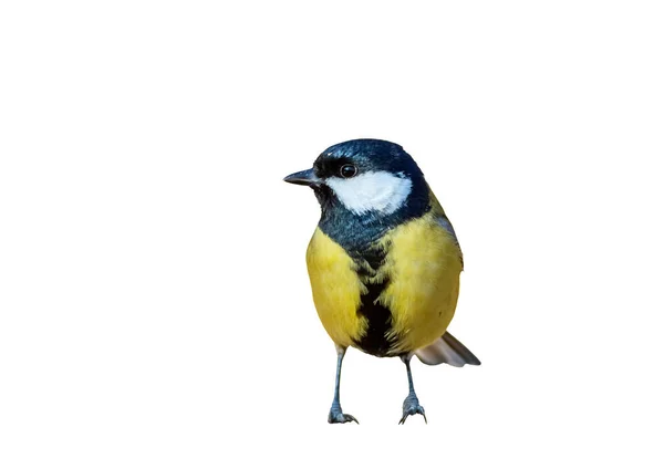 Oiseau Isolé Fond Blanc Grand Mésange — Photo