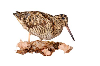 İzole edilmiş bir kuş. Woodcock. Beyaz arka plan. Avrasyalı Woodcock. Scolopax rusticola.