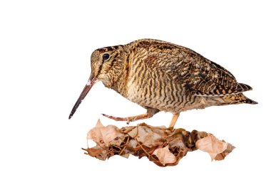 İzole edilmiş bir kuş. Woodcock. Beyaz arka plan. Avrasyalı Woodcock. Scolopax rusticola.