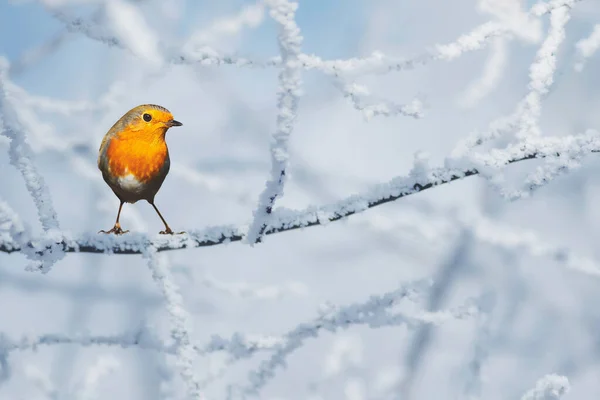 Cute Little Birds Winter Nature Background Robin — Stock Photo, Image