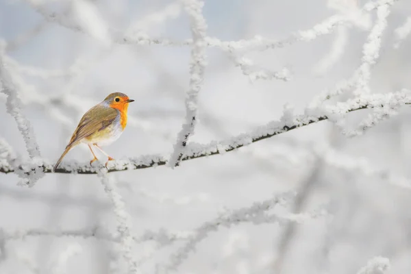 Des Petits Oiseaux Mignons Hiver Nature Fond Robin — Photo