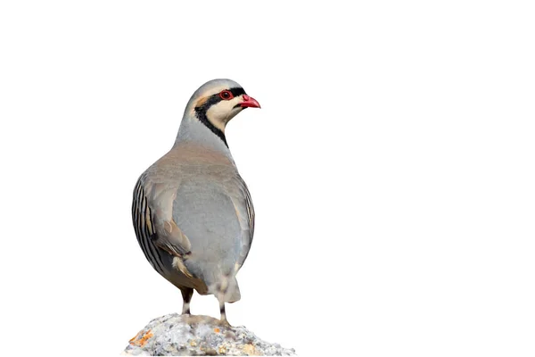 Partridge Terisolasi Burung Chukar Partridge Latar Belakang Putih — Stok Foto