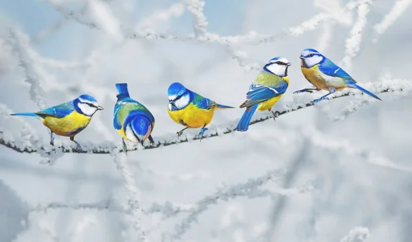 Cute Little Birds Winter Nature Background Eurasian Blue Tit — 图库照片