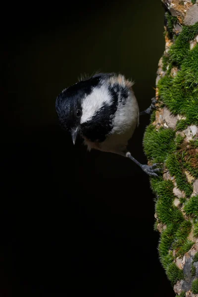 Cute Little Bird Black Nature Background Coal Tit — Fotografia de Stock