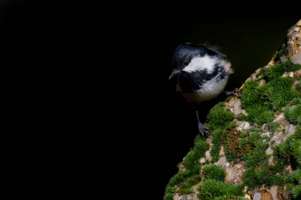 Cute Little Bird Black Nature Background Coal Tit — Foto Stock