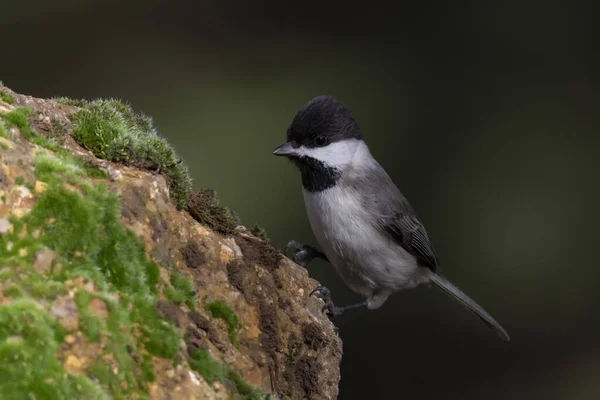 Cute Bird Black Nature Background Bird Sombre Tit — 图库照片