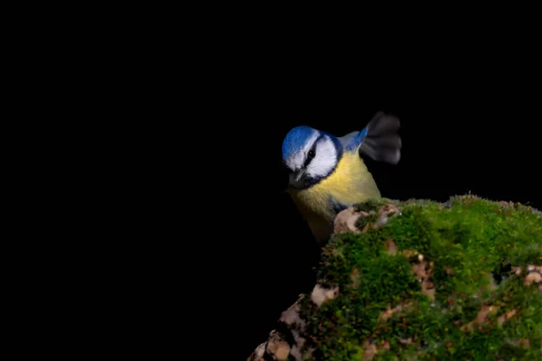 Little Bird Black Nature Background Eurasian Blue Tit Cyanistes Caeruleus — Stock Photo, Image