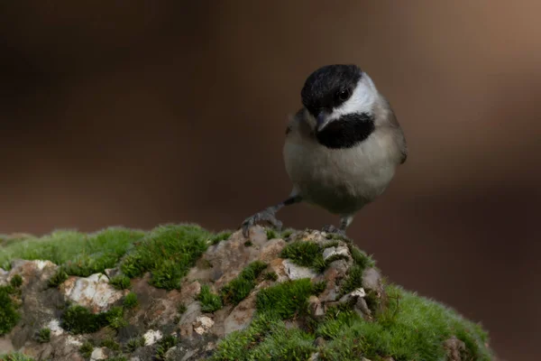 Cute Bird Black Nature Background Bird Sombre Tit — Foto de Stock