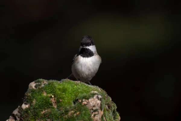 Cute Bird Black Nature Background Bird Sombre Tit — Stock Fotó