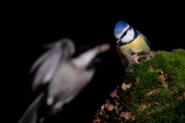 Little Bird Black Nature Background Eurasian Blue Tit Cyanistes Caeruleus — Stok fotoğraf