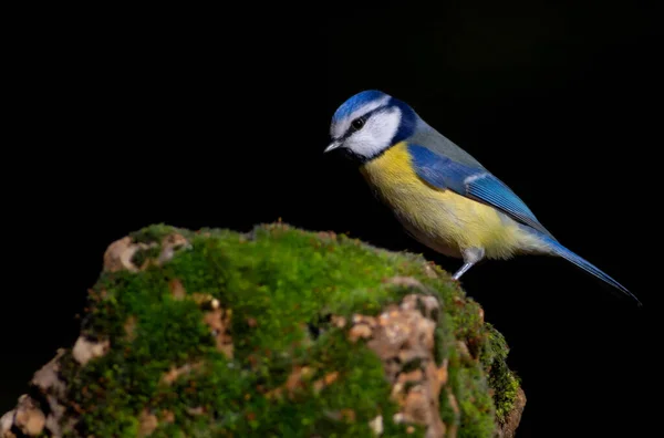 Little Bird Black Nature Background Eurasian Blue Tit Cyanistes Caeruleus —  Fotos de Stock