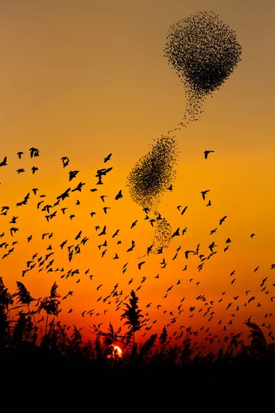 Πουλιά Χορεύουν Ηλιοβασίλεμα Στον Ουρανό Πτηνά — Φωτογραφία Αρχείου