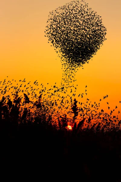 Fåglar Dansar Solnedgång Himmel Bakgrund Fåglar Starling — Stockfoto